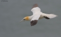 Gannet 120409_5_1